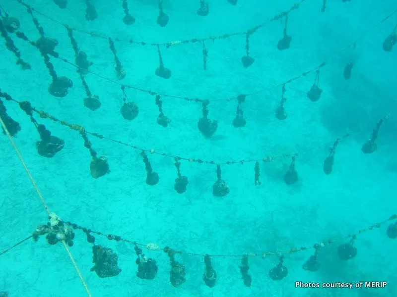 Sustainably Farmed and Hand-Grown Pohnpei Sponge